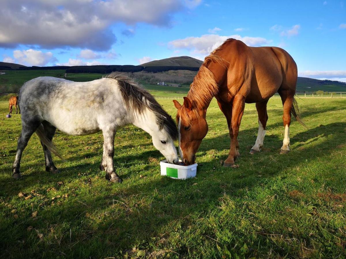 Glen Roe - 3 Bed On Friendly Farm Holiday home