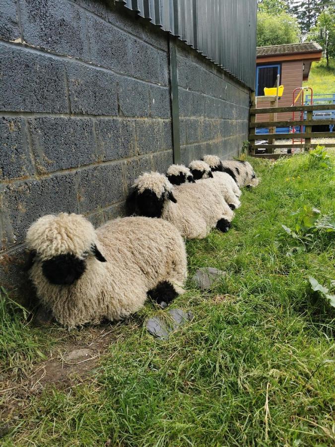 Glen Roe - 3 Bed On Friendly Farm Holiday home *